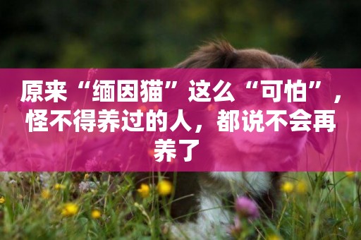原來“緬因貓”這么“可怕”，怪不得養過的人，都說不會再養了 