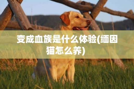 變成血族是什么體驗(緬因貓怎么養) 
