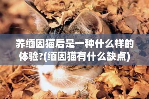 養緬因貓后是一種什么樣的體驗?(緬因貓有什么缺點) 