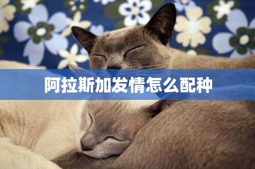 阿拉斯加發情怎么配種