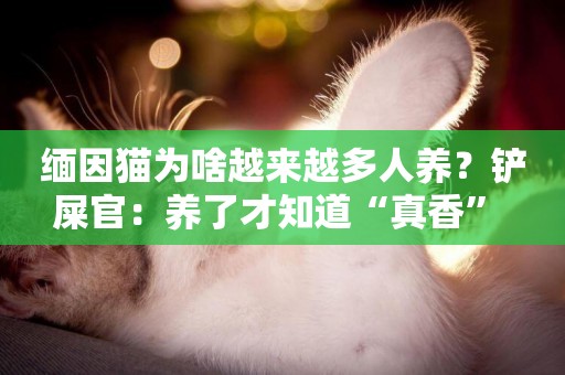 緬因貓為啥越來越多人養？鏟屎官：養了才知道“真香” 