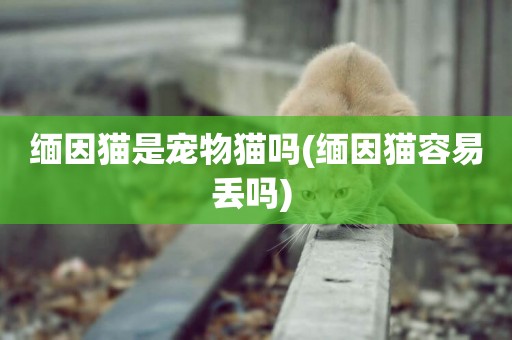 緬因貓是寵物貓嗎(緬因貓容易丟嗎) 
