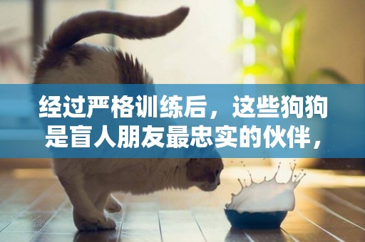 經過嚴格訓練后，這些狗狗是盲人朋友最忠實的伙伴，它們是導盲犬 