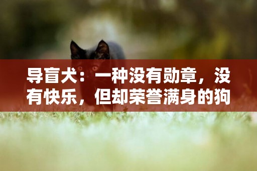 導盲犬：一種沒有勛章，沒有快樂，但卻榮譽滿身的狗狗 