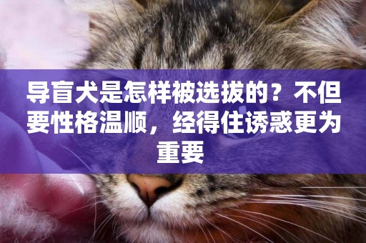 導盲犬是怎樣被選拔的？不但要性格溫順，經得住誘惑更為重要 