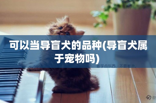 可以當導盲犬的品種(導盲犬屬于寵物嗎) 