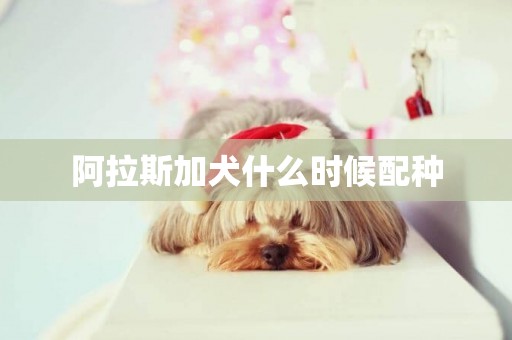 阿拉斯加犬什么時候配種