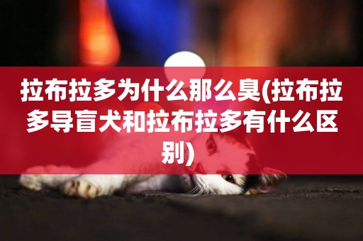 拉布拉多為什么那么臭(拉布拉多導盲犬和拉布拉多有什么區別) 