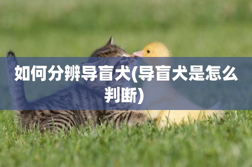 如何分辨導盲犬(導盲犬是怎么判斷) 