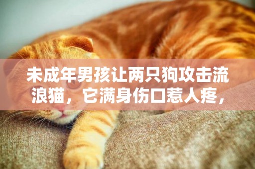 未成年男孩讓兩只狗攻擊流浪貓，它滿身傷口惹人疼，但結局大贊 