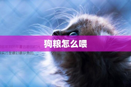 狗糧怎么喂
