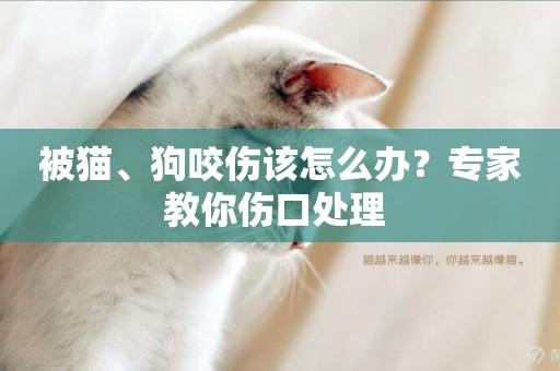 被貓、狗咬傷該怎么辦？專家教你傷口處理 