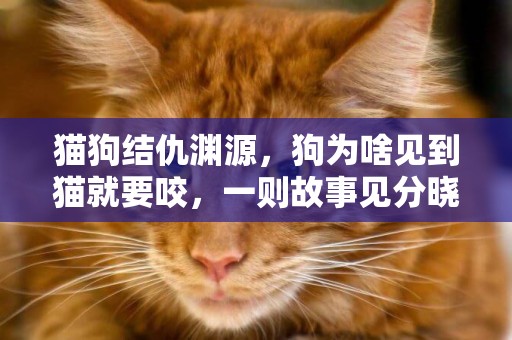 貓狗結仇淵源，狗為啥見到貓就要咬，一則故事見分曉 