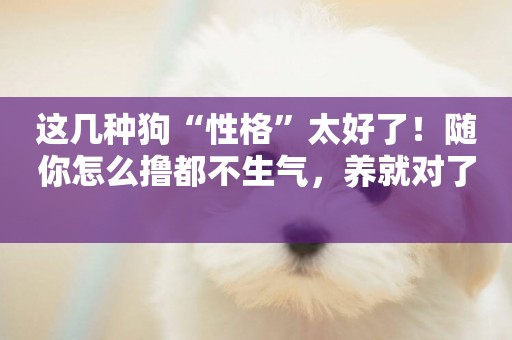 這幾種狗“性格”太好了！隨你怎么擼都不生氣，養就對了 