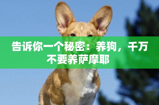 告訴你一個秘密：養狗，千萬不要養薩摩耶 