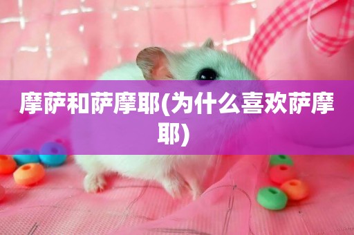 摩薩和薩摩耶(為什么喜歡薩摩耶) 