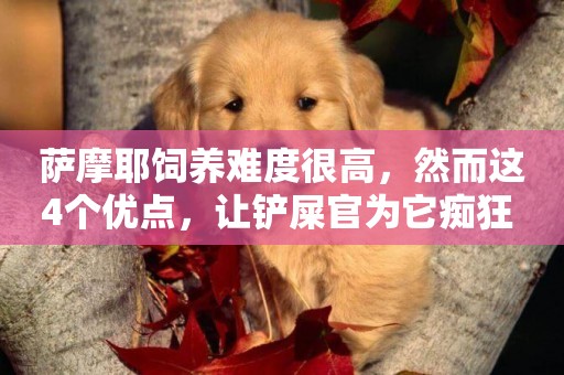 薩摩耶飼養難度很高，然而這4個優點，讓鏟屎官為它癡狂 