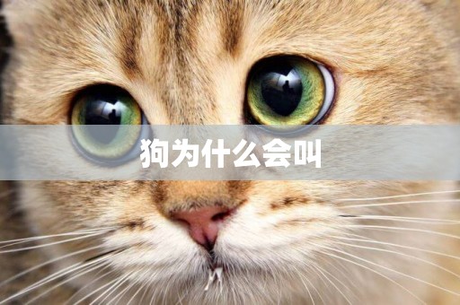 狗為什么會叫