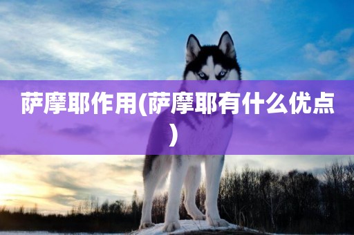薩摩耶作用(薩摩耶有什么優點) 