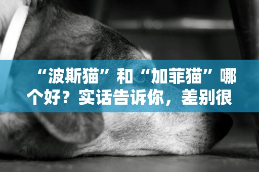 “波斯貓”和“加菲貓”哪個好？實話告訴你，差別很大 