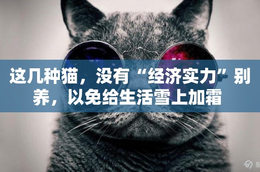 這幾種貓，沒有“經濟實力”別養，以免給生活雪上加霜 