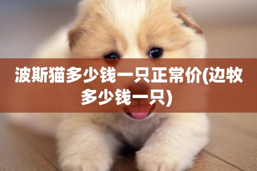波斯貓多少錢一只正常價(邊牧多少錢一只) 