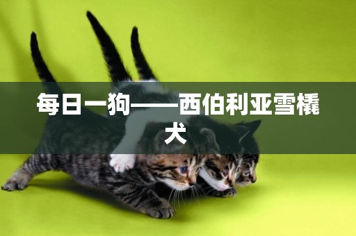 每日一狗——西伯利亞雪橇犬 