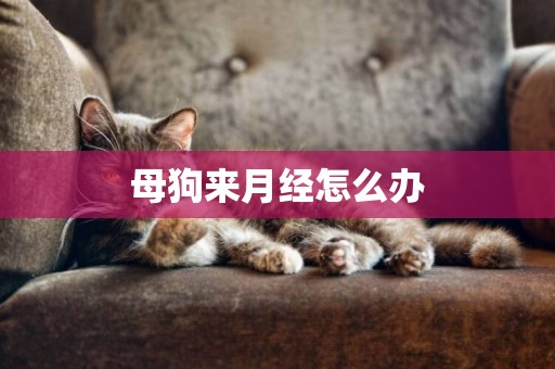 母狗來月經怎么辦