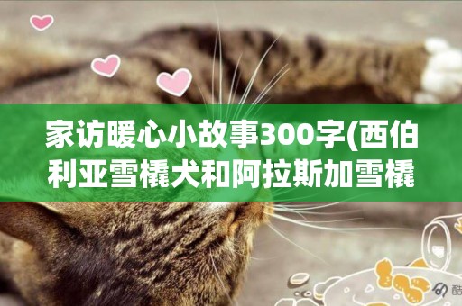 家訪暖心小故事300字(西伯利亞雪橇犬和阿拉斯加雪橇犬) 