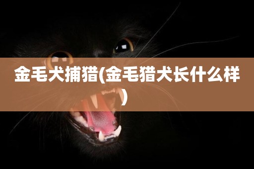 金毛犬捕獵(金毛獵犬長什么樣) 