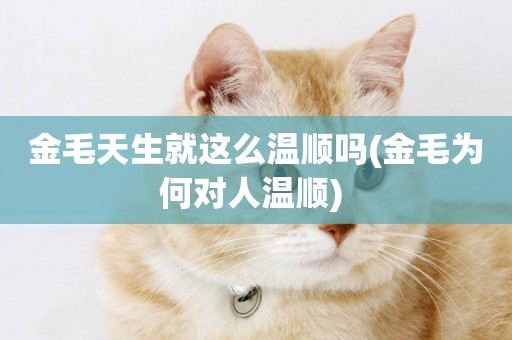 金毛天生就這么溫順嗎(金毛為何對人溫順) 