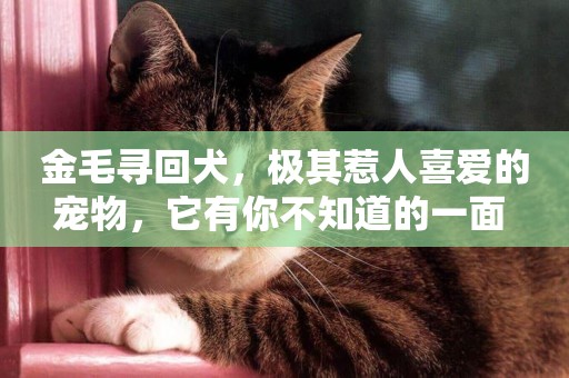 金毛尋回犬，極其惹人喜愛的寵物，它有你不知道的一面 