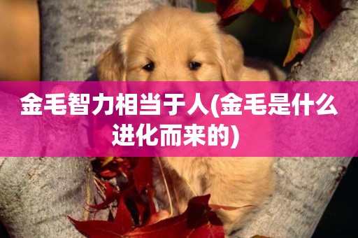 金毛智力相當于人(金毛是什么進化而來的) 