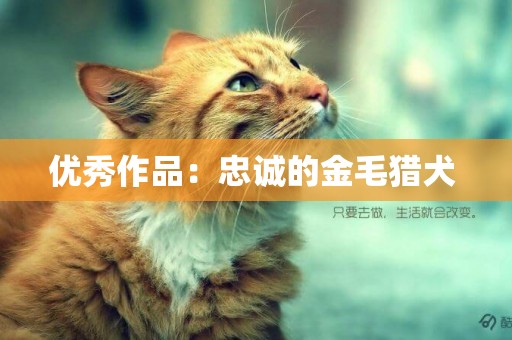 優秀作品：忠誠的金毛獵犬 