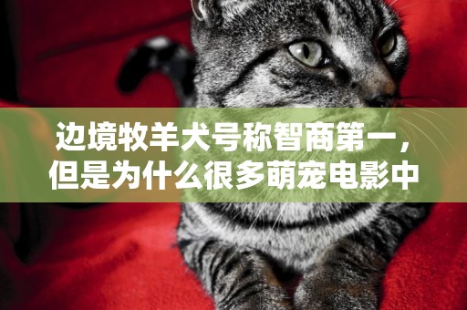 邊境牧羊犬號稱智商第一，但是為什么很多萌寵電影中沒有它 