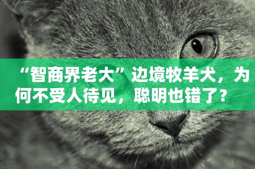 “智商界老大”邊境牧羊犬，為何不受人待見，聰明也錯了？ 
