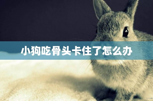 小狗吃骨頭卡住了怎么辦