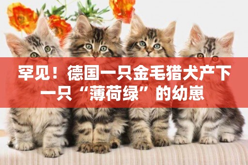罕見！德國一只金毛獵犬產下一只“薄荷綠”的幼崽 