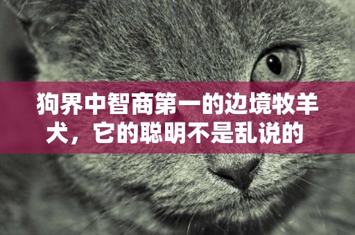 狗界中智商第一的邊境牧羊犬，它的聰明不是亂說的 