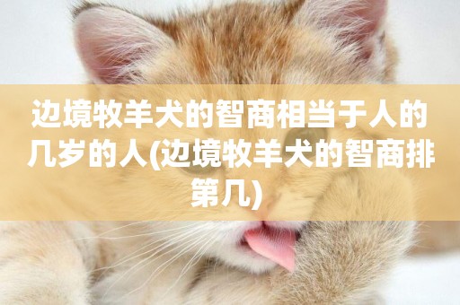 邊境牧羊犬的智商相當于人的幾歲的人(邊境牧羊犬的智商排第幾) 