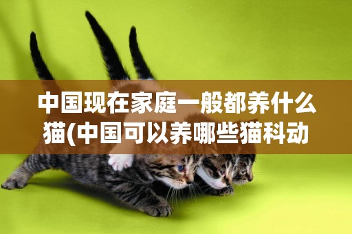 中國現在家庭一般都養什么貓(中國可以養哪些貓科動物) 