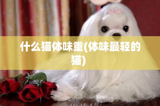 什么貓體味重(體味最輕的貓) 