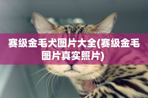 賽級金毛犬圖片大全(賽級金毛圖片真實照片) 