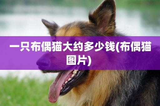 一只布偶貓大約多少錢(布偶貓圖片) 