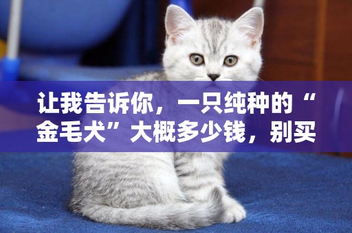 讓我告訴你，一只純種的“金毛犬”大概多少錢，別買貴了 