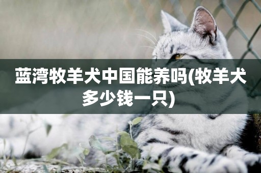 藍灣牧羊犬中國能養嗎(牧羊犬多少錢一只) 