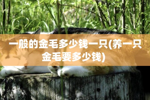 一般的金毛多少錢一只(養一只金毛要多少錢) 