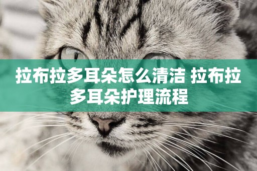 拉布拉多耳朵怎么清潔 拉布拉多耳朵護理流程