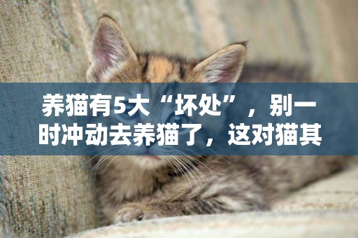 養貓有5大“壞處”，別一時沖動去養貓了，這對貓其實是傷害 