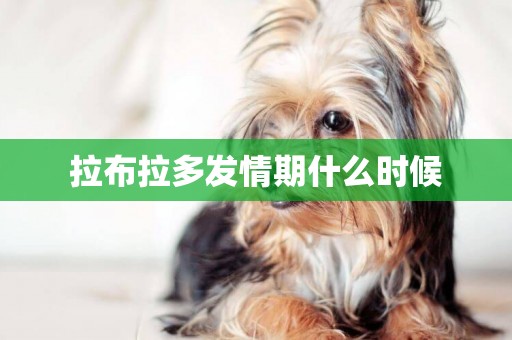 拉布拉多發情期什么時候